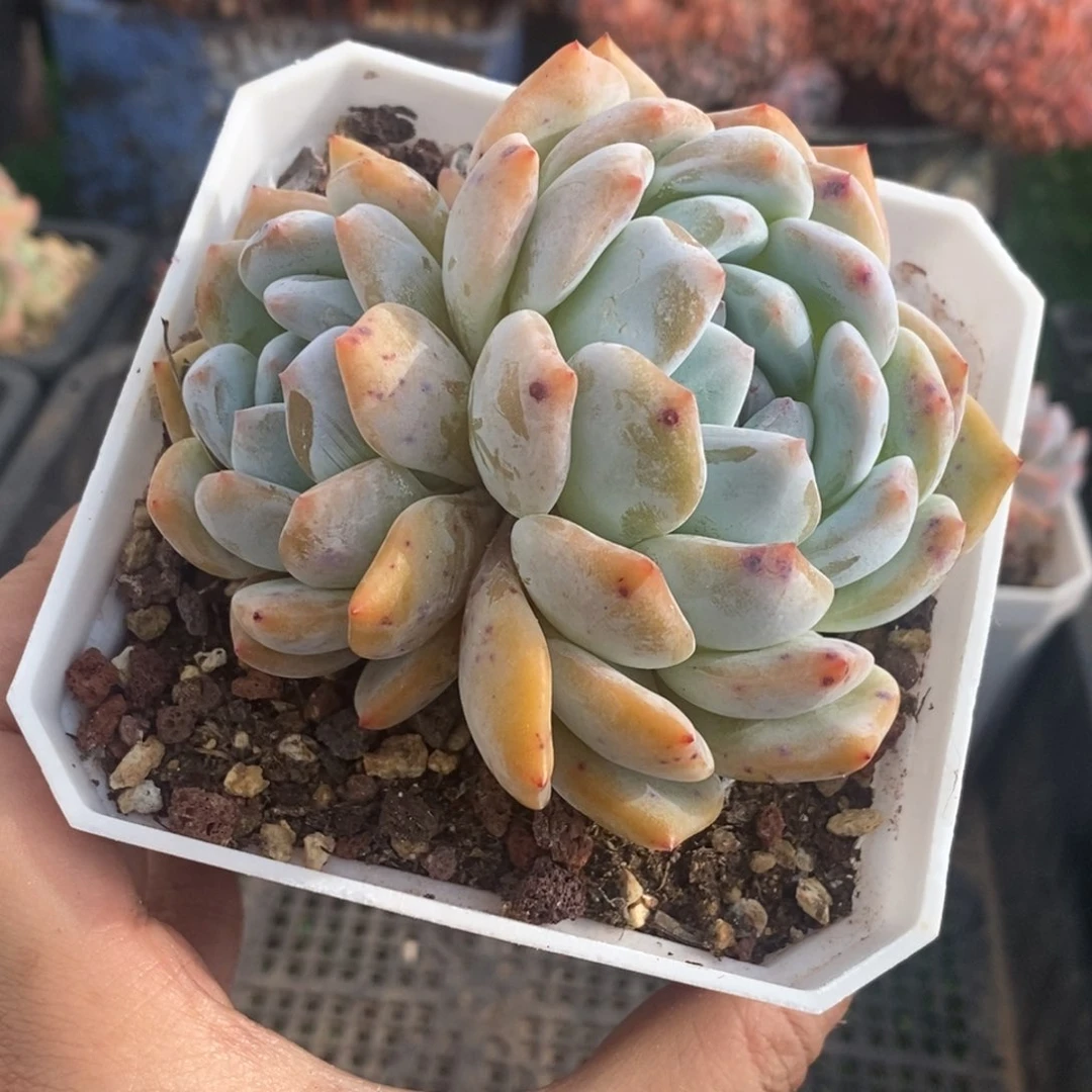 黄皮橙梦露双头一物一拍
