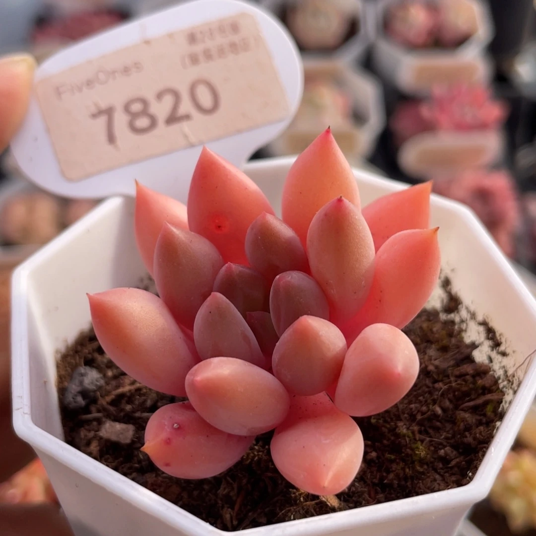 红蜻蜓7820-4.5厘米