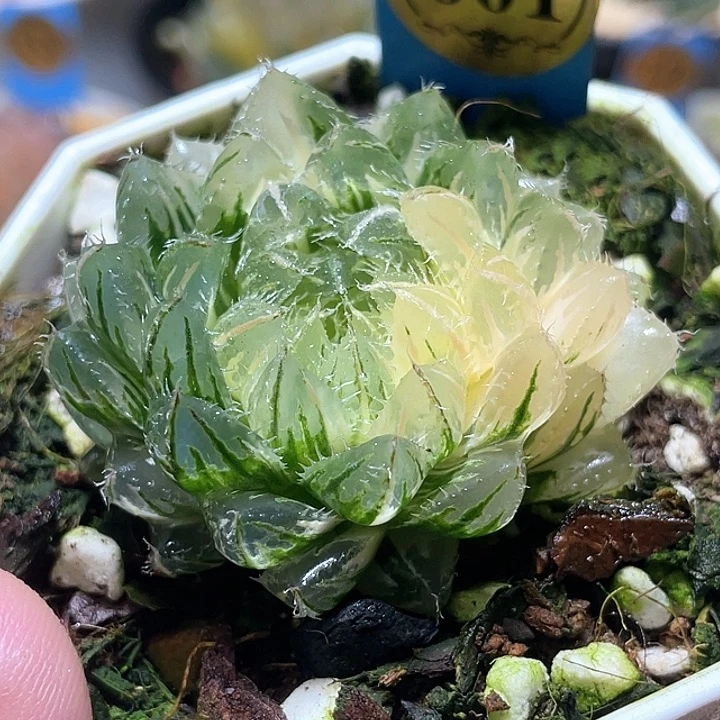 661翠云玉露锦特选福利