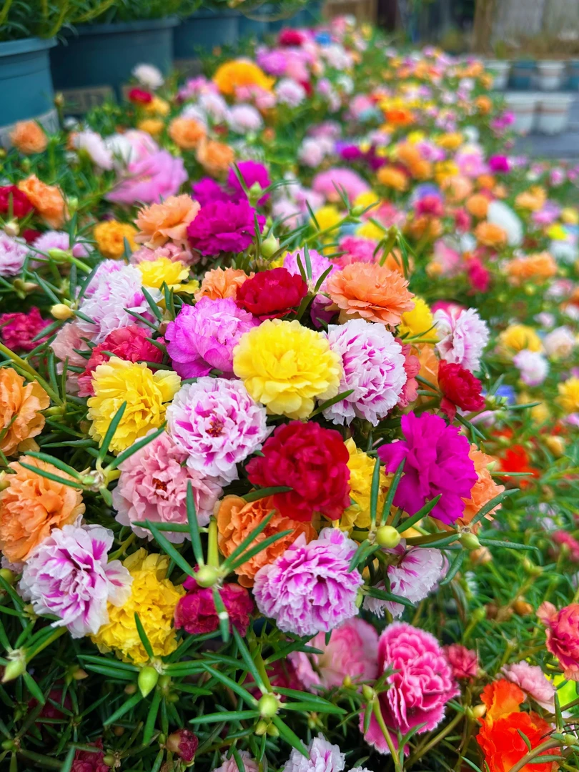 （带根带土）重瓣太阳花苗混色四季开花耐热耐寒阳台庭院的花卉绿植