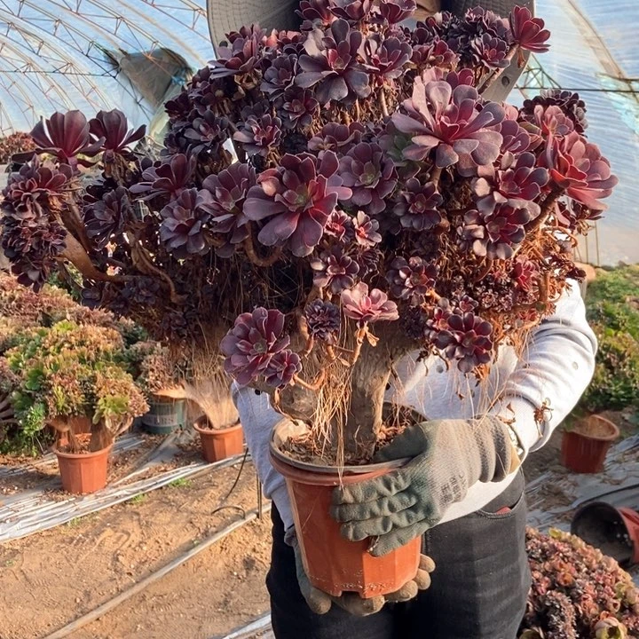 ✨****?欧紫111朵朵老桩248