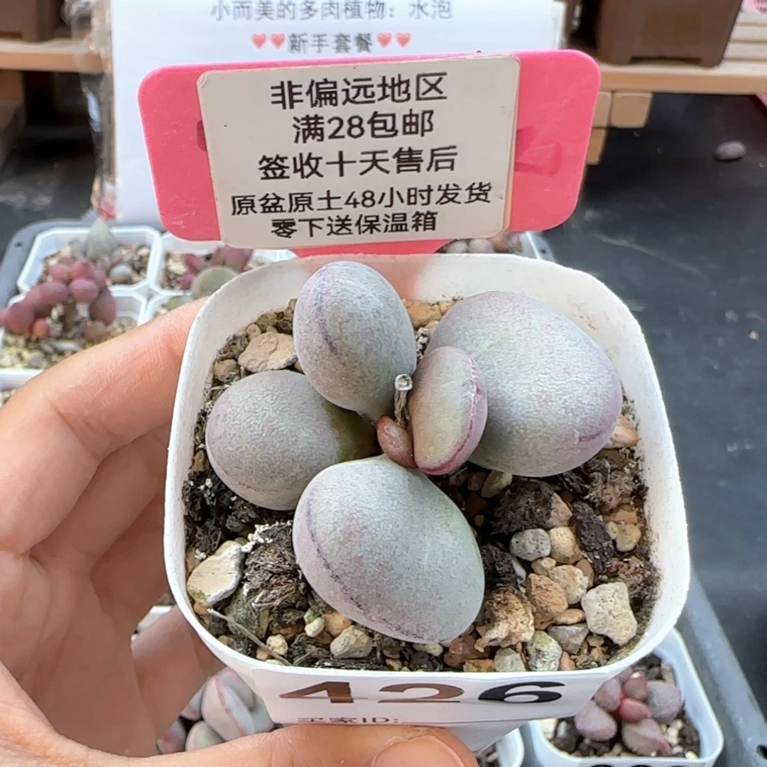 426球球紫蛋多肉