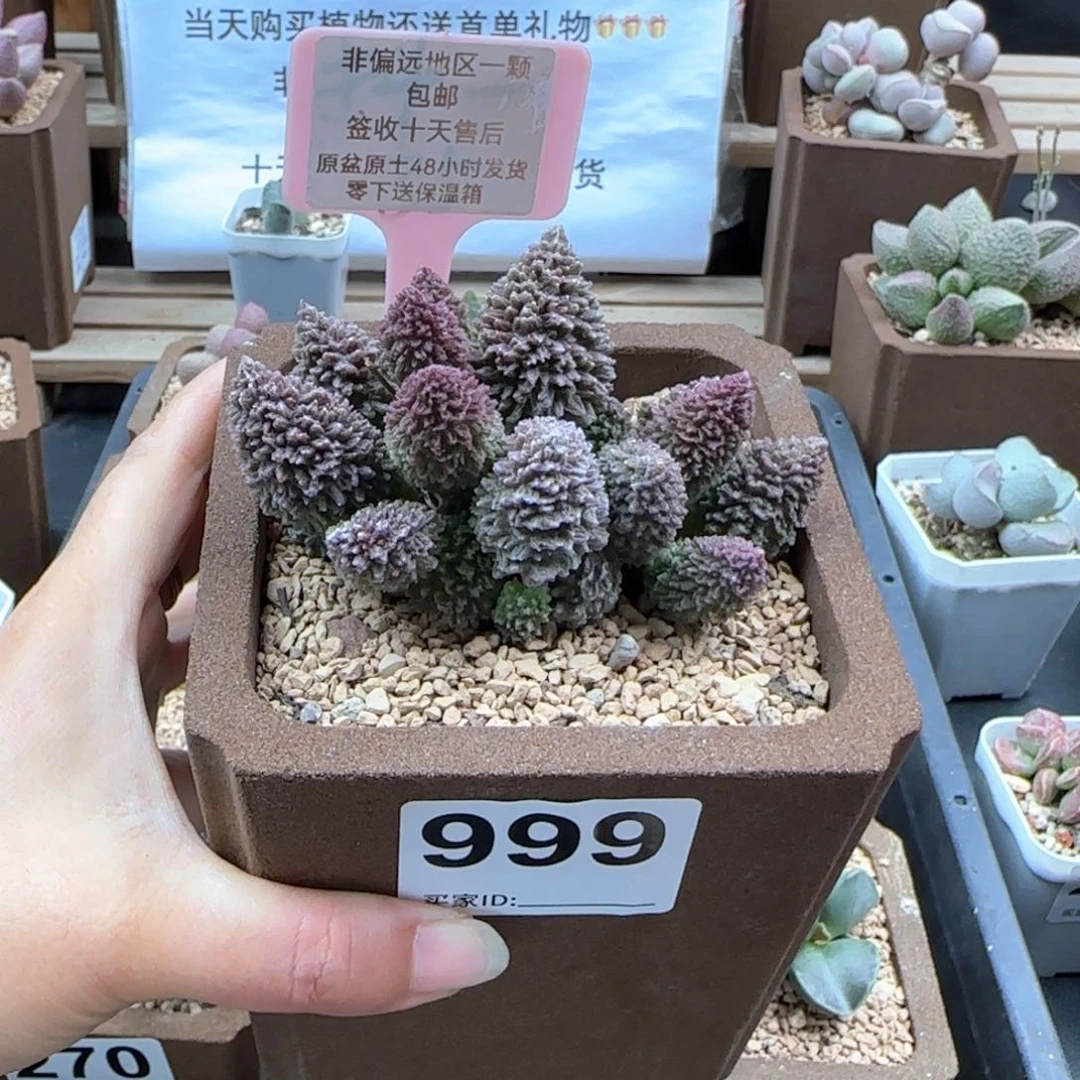 999朱紫玉多肉植物