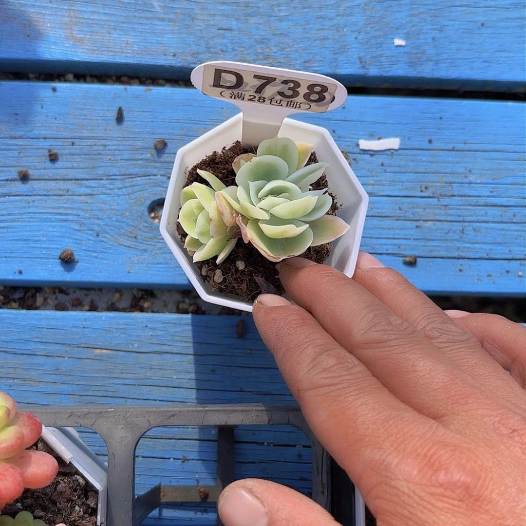 D738柠檬玫瑰锦一物一拍