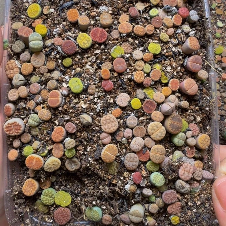 多肉植物的生长发育24