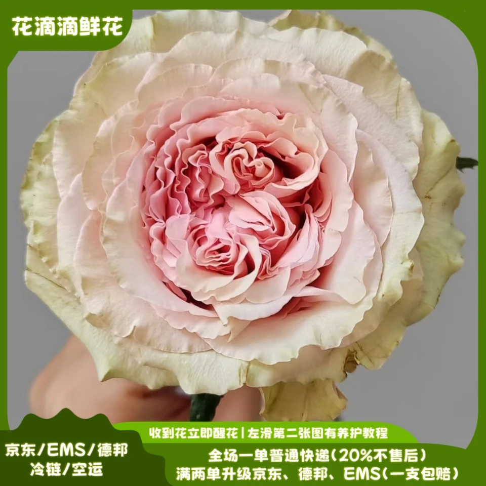 家用鲜花单头玫瑰拾季，云南鲜花基地直发