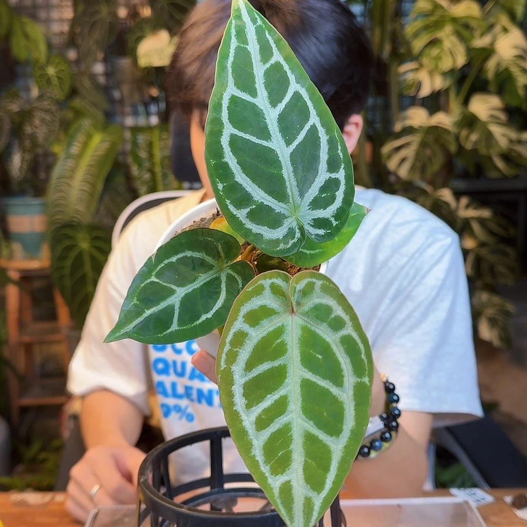 小****完全开放一物一拍O124