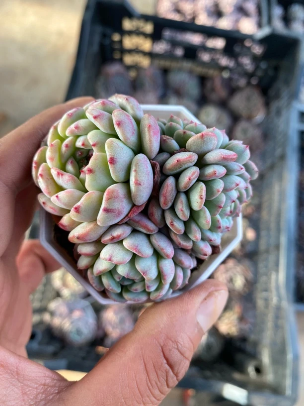 白胖子 多肉植物3头带盆带土