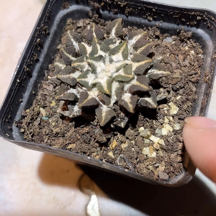 满38包邮2天凑单，脱土晾根发货多肉植物自根黑牡丹