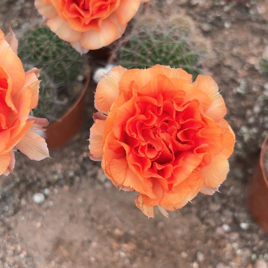 彩草番茄6公分炸裂