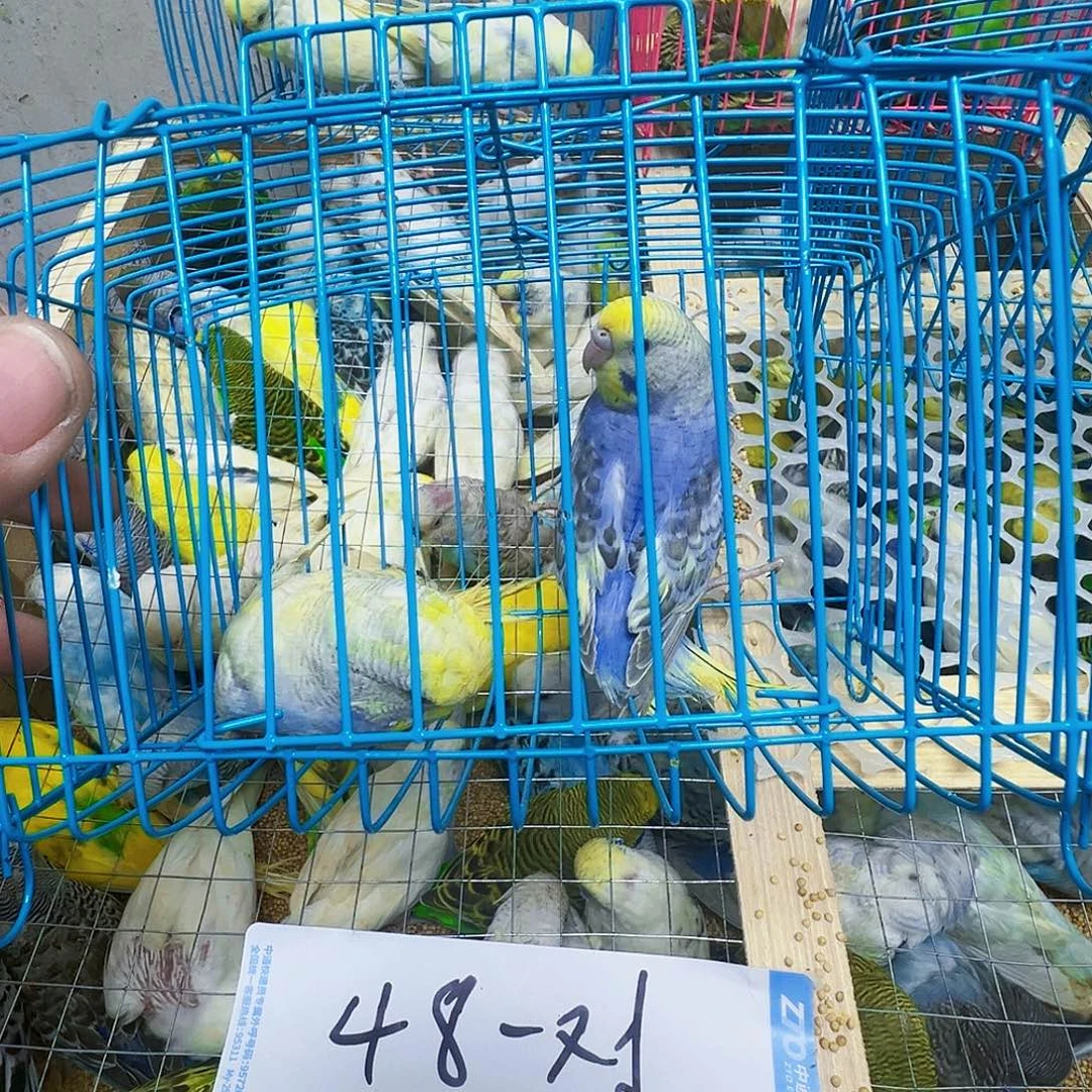 海***恋虎皮鹦鹉特色两只