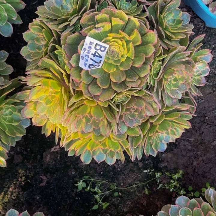 半夏花30-9包邮花花