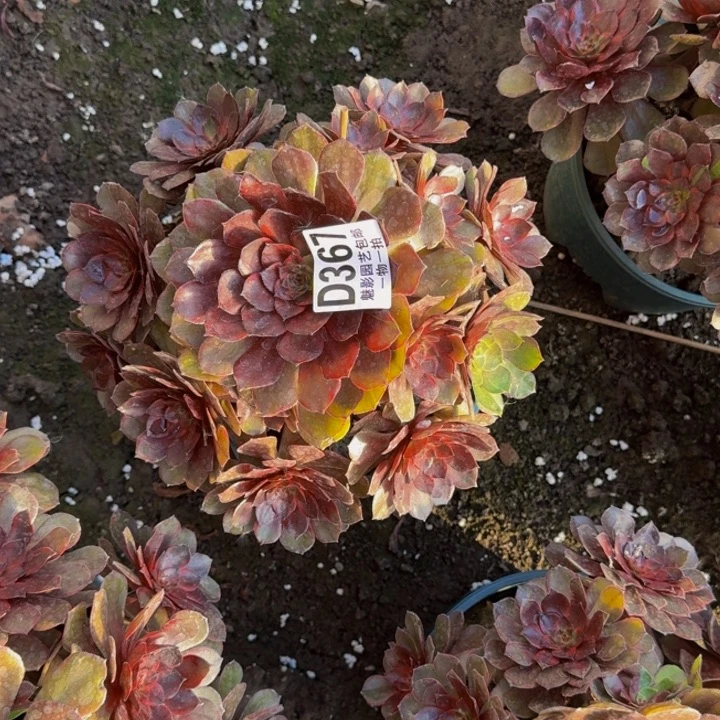 男爵花25-51包邮花花