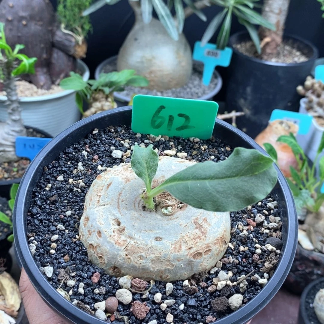 龙卵窟多肉植物一个