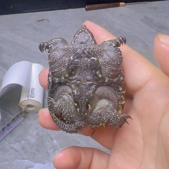 小鳄龟不分公母鳄龟小野佛5厘米满刺粗刺