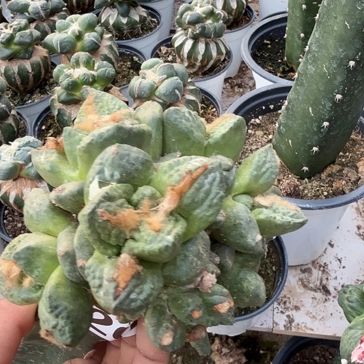 无花朵326群头龟甲连山牡丹