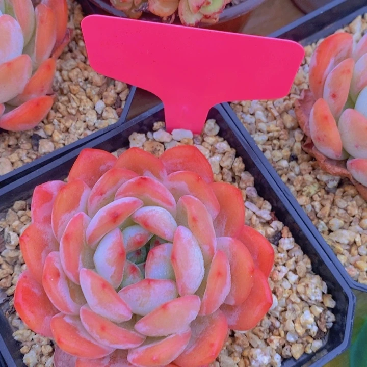 多肉植物，开心多肉，粉丝福利场