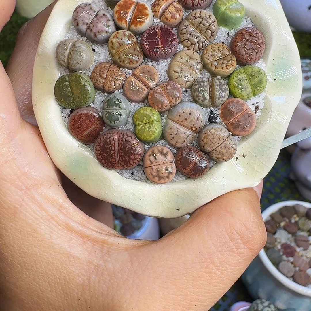 多肉植物福利冲914