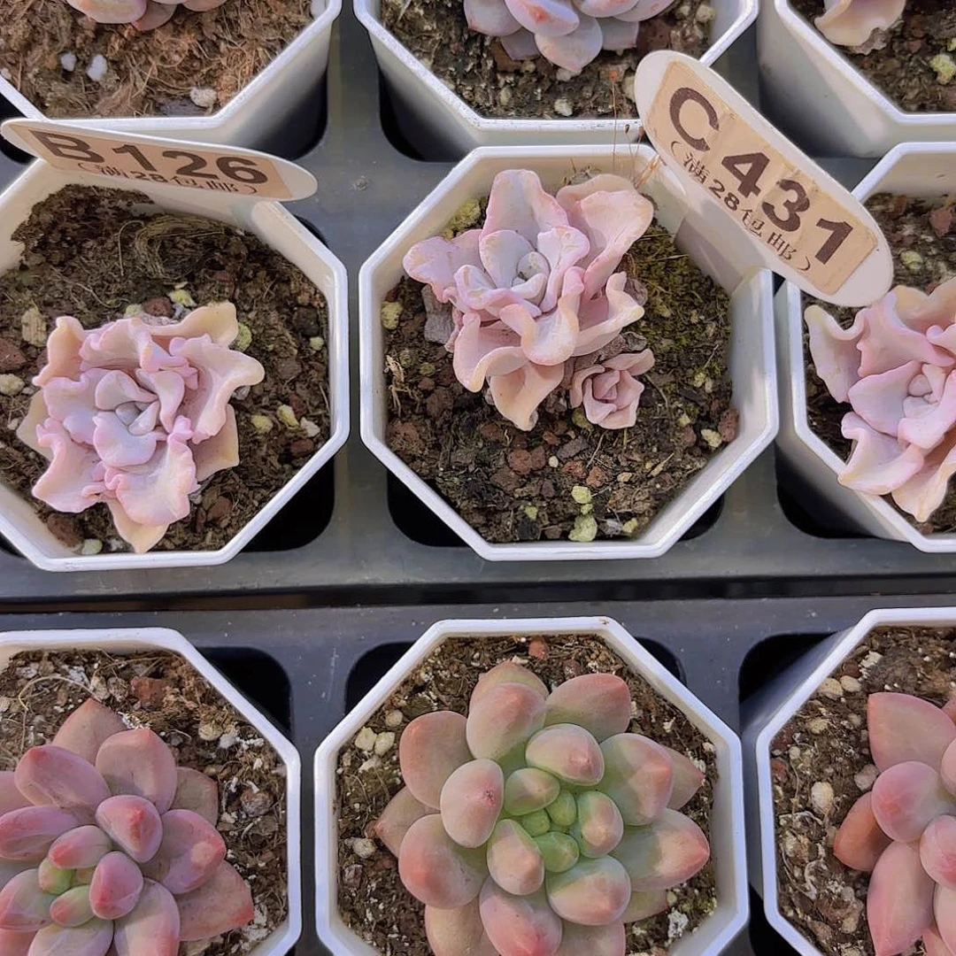 C431饺子皮一物一拍