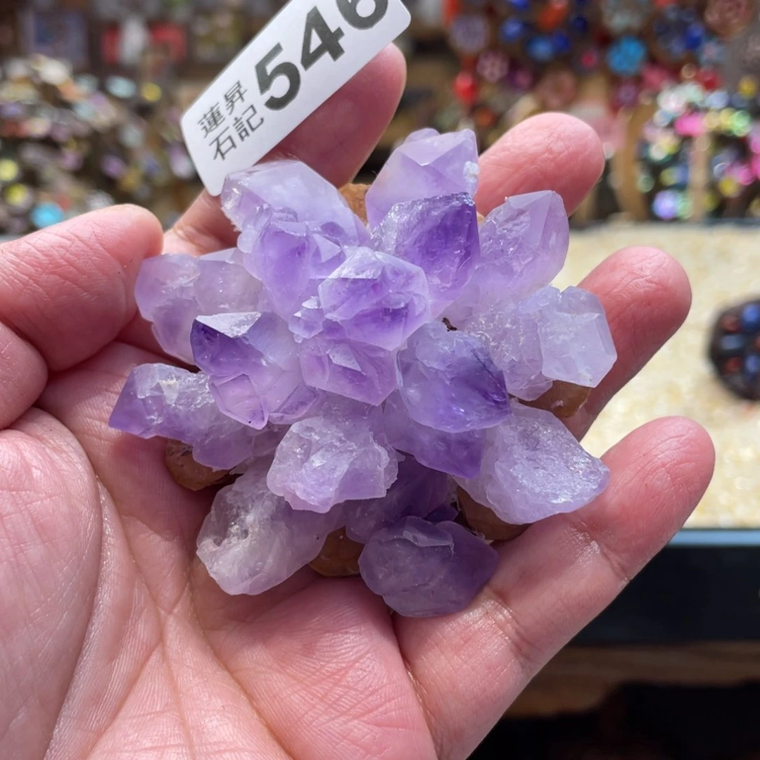 核桃木/黑胡桃（胡桃木）叶****菡546