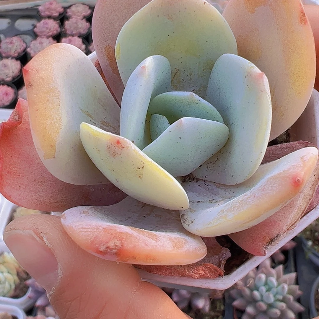 大叶奶茶19包邮多肉植物