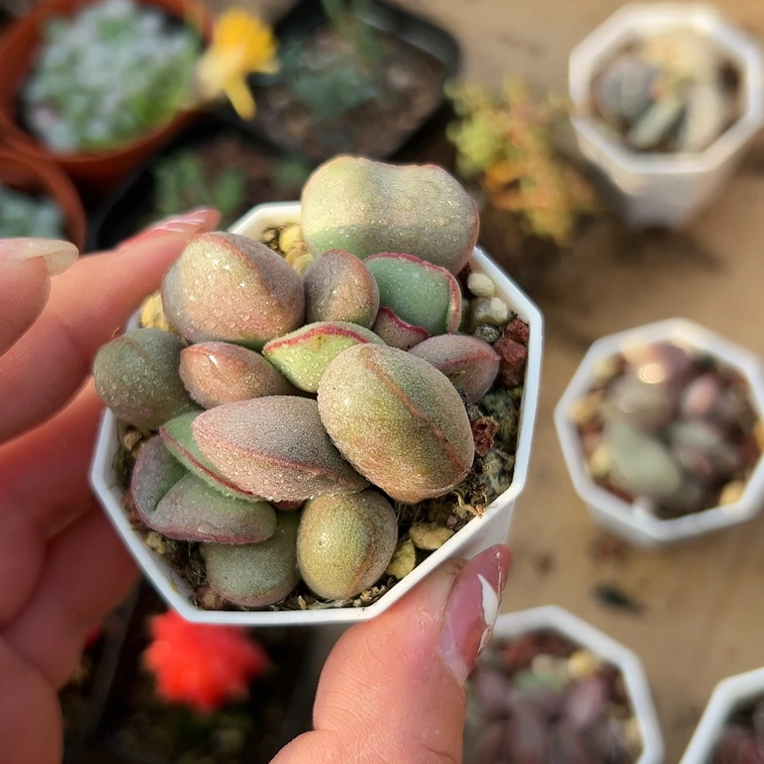 多肉植物多肉植物