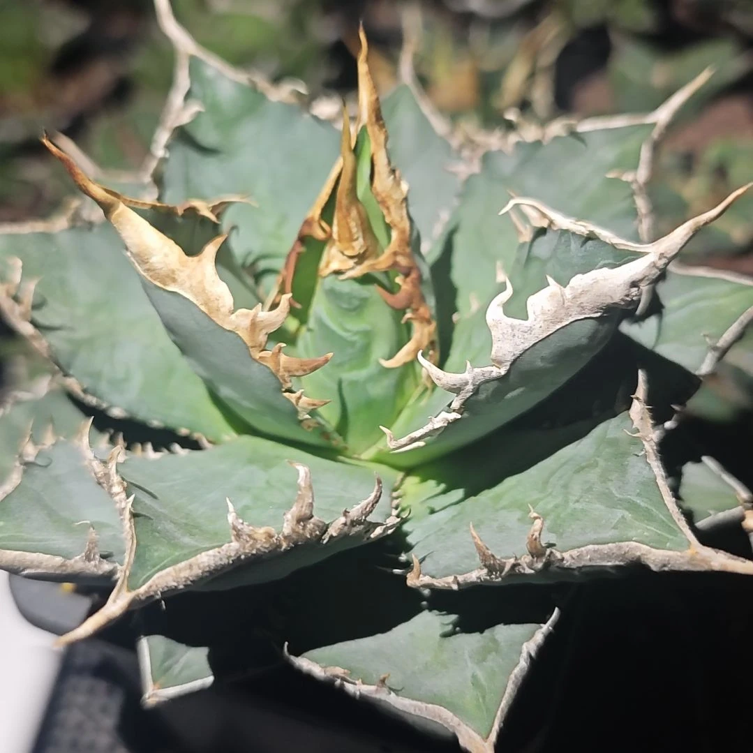 海王仁王冠龙舌兰