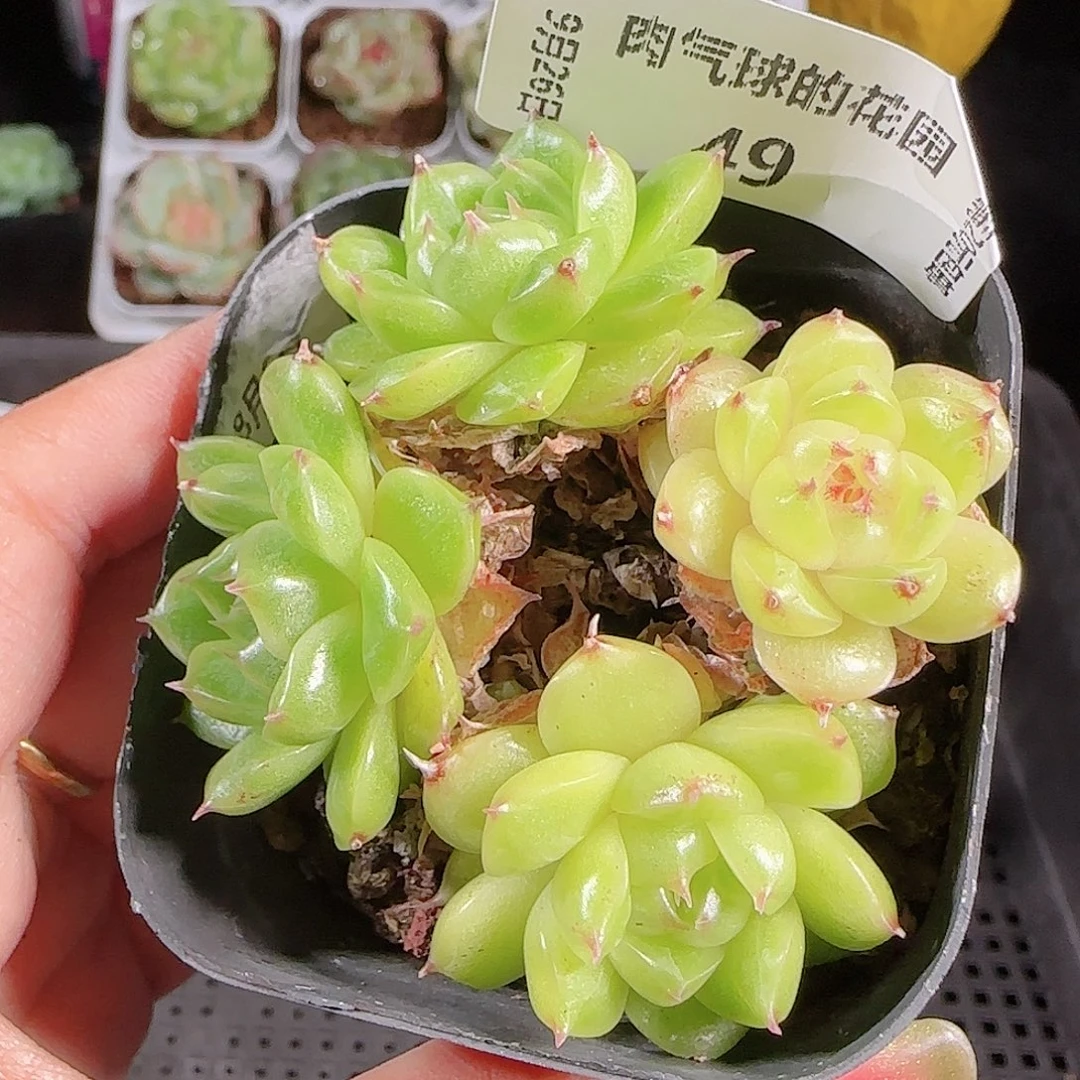 0926-49麦秆优选不包整