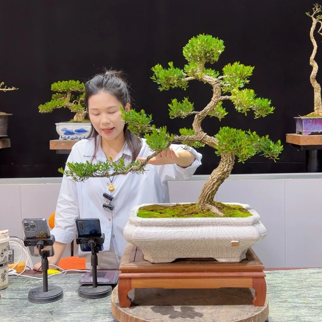 黄杨盆景老桩四季长青