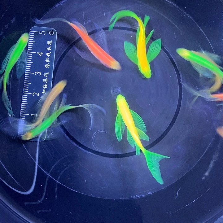 斑马鱼蝶翼斑马3.5厘米以上7送2小