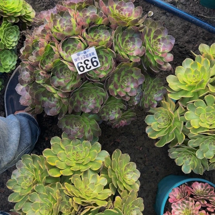 黑魔花30-9包邮花花