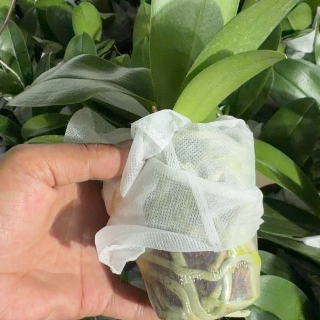 无花朵卡塔尼亚 刚出梗