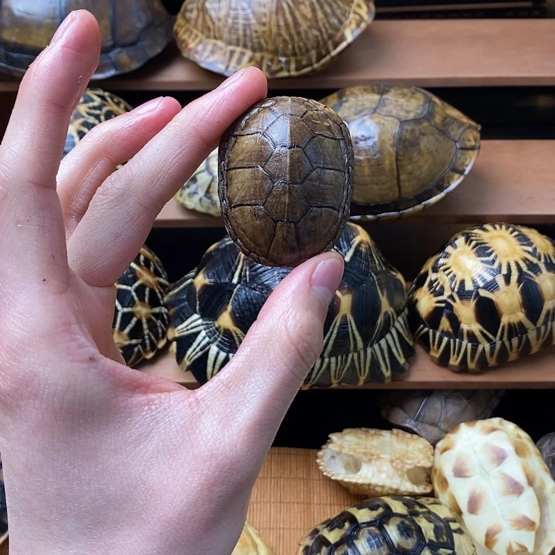 鹿骨手串/手链四**了头盔