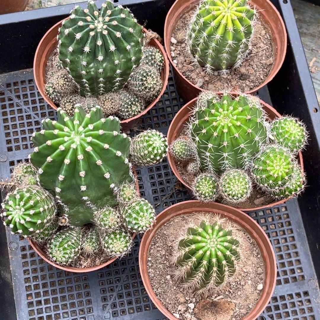 炎***茜彩草 5颗 脱土脱盆摘花满20包邮盲拍