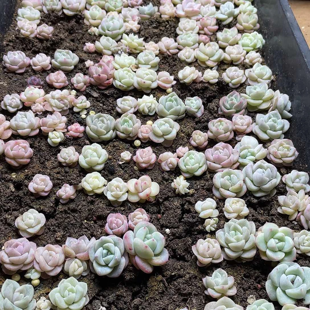 败*珍妮混一物一拍050