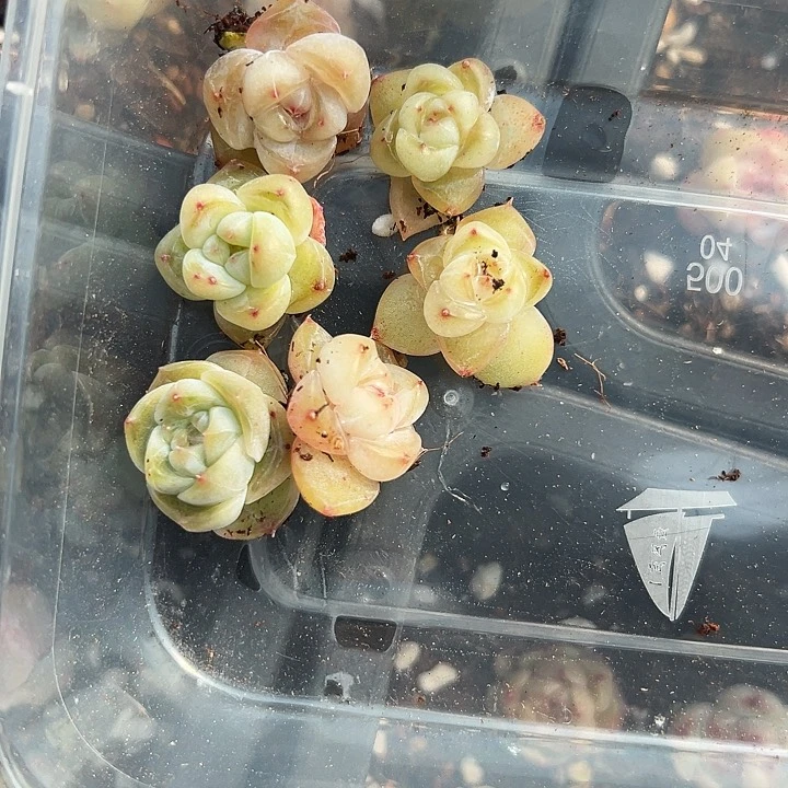 多肉植物1号5颗一起自挑