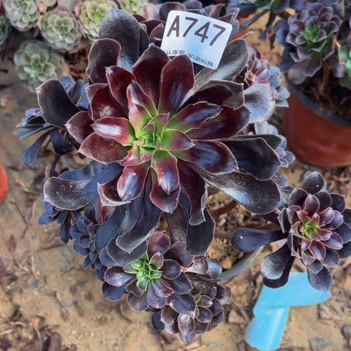 欧子多肉植物747.