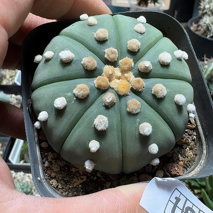 181金毛兜脱土发货实生