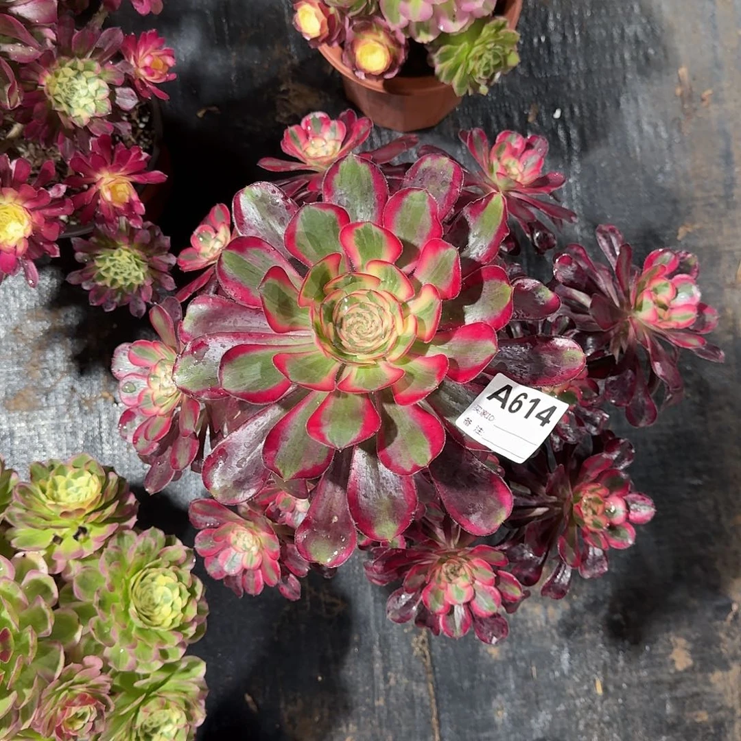 丽娜多肉法师a614