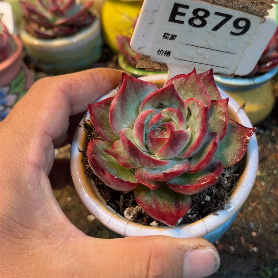 惊鸿一瞥879号多肉