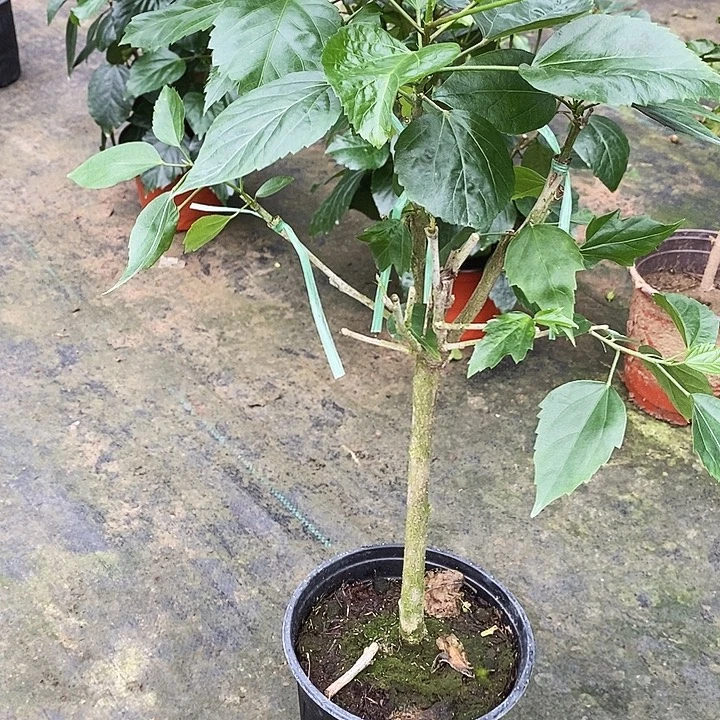 全部花苞多色福利无售后