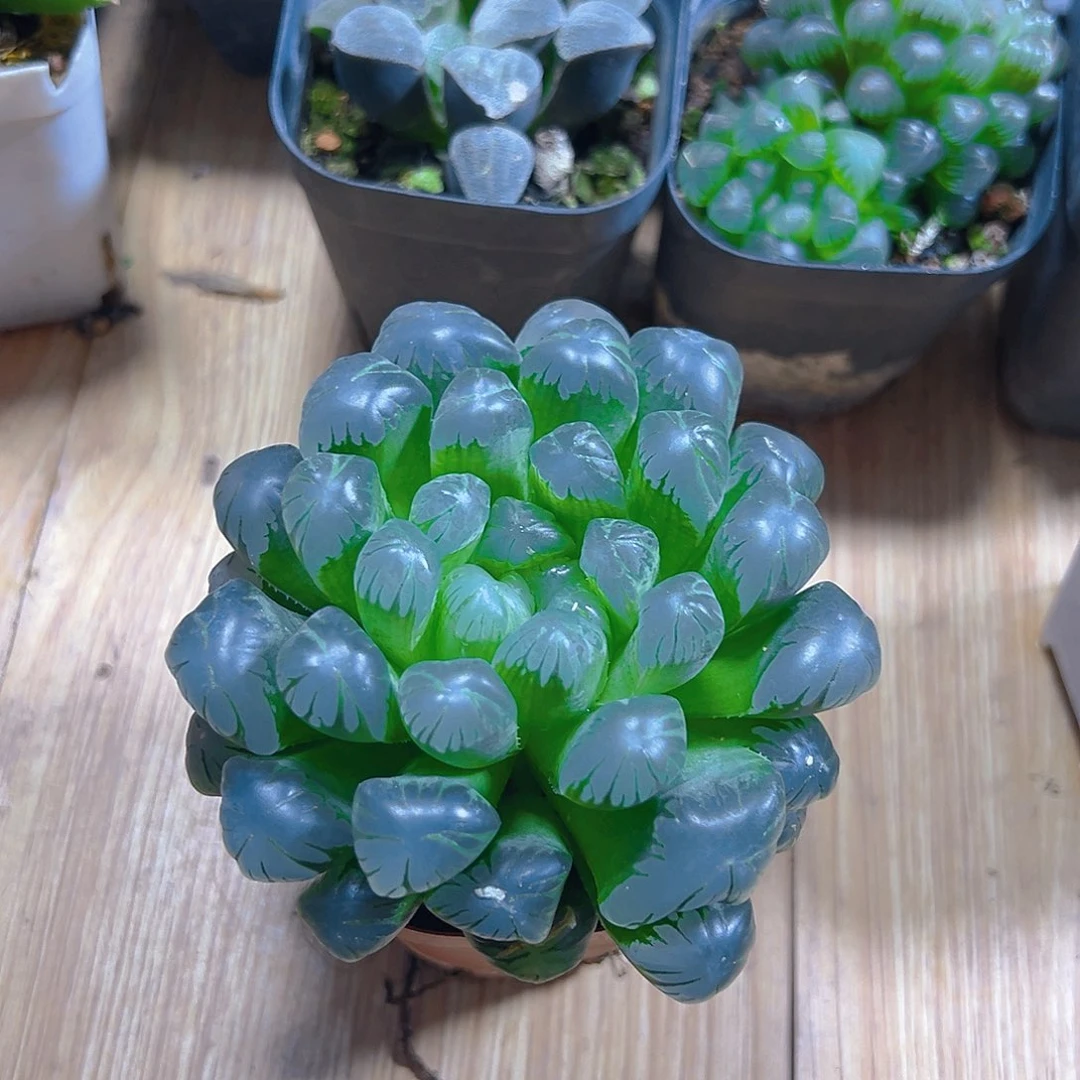 玉露多肉多肉多肉1