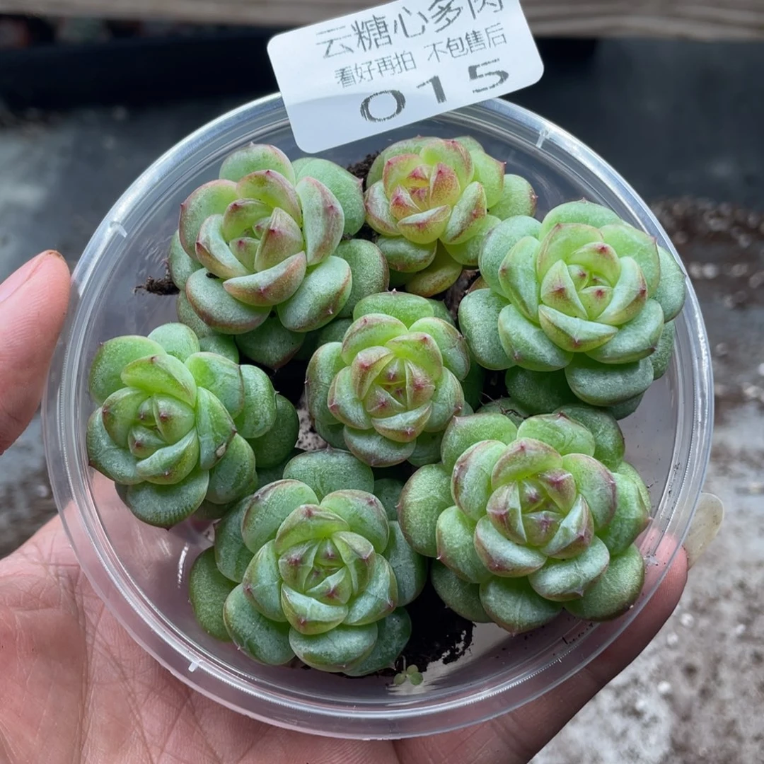 云糖心多肉植物15