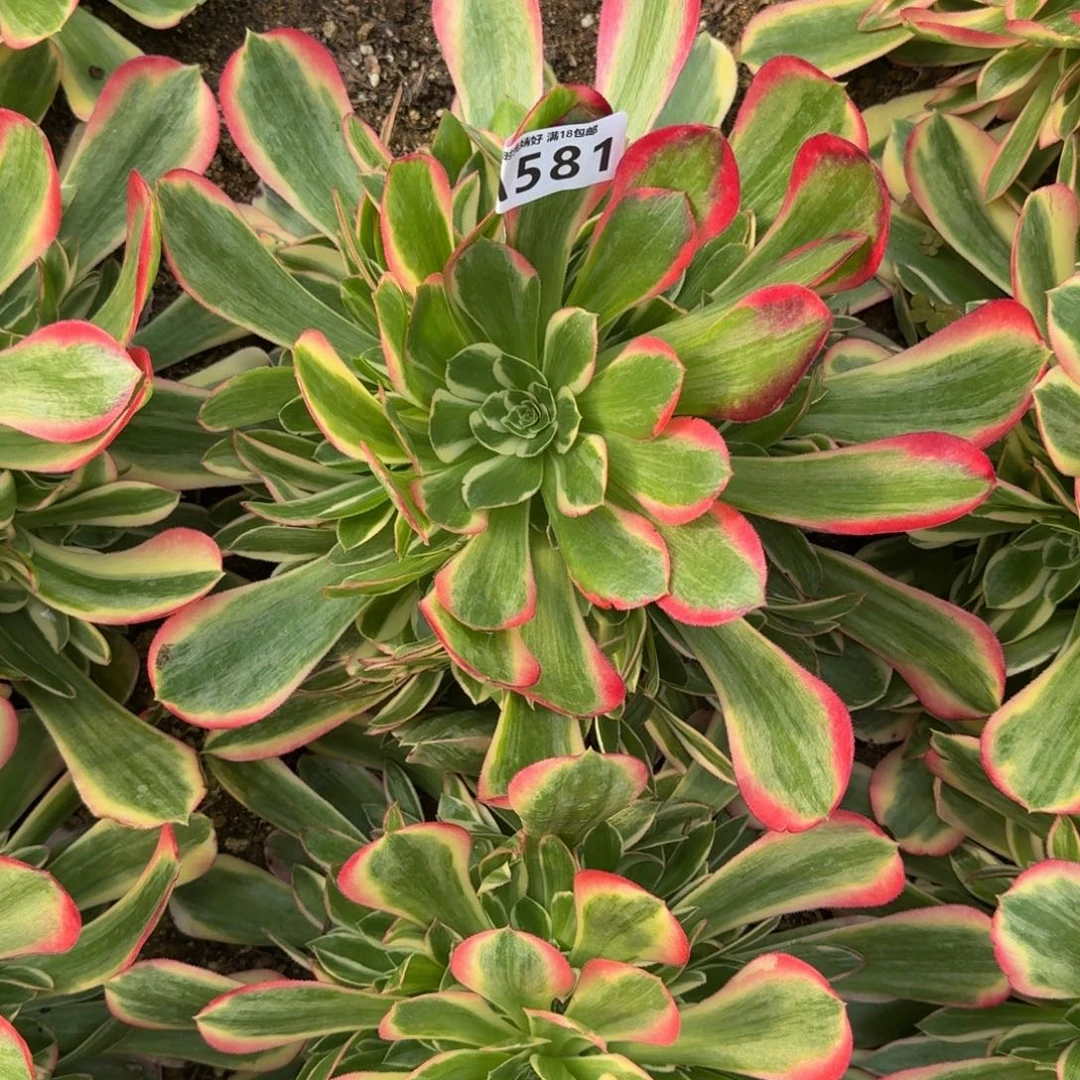 姝**麻580 581妖月多肉植物