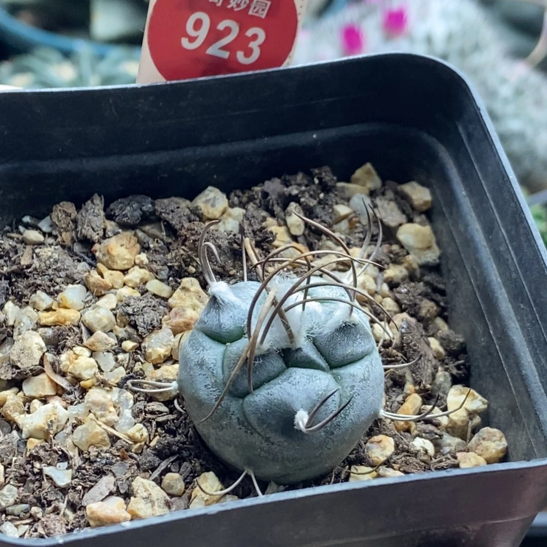 实生上腊长刺娇丽2.4cm