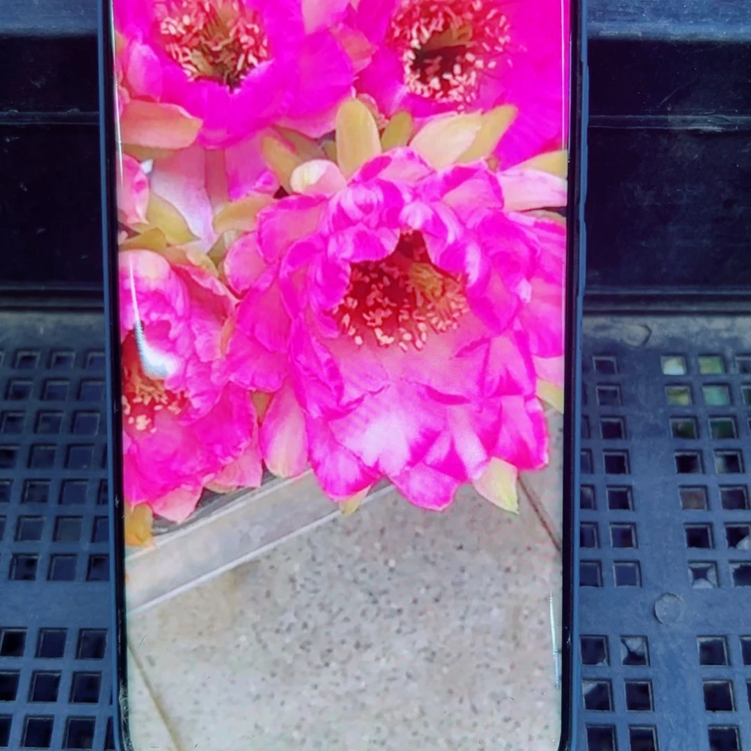 下71丽花嫦娥歪无根侧芽3公分左右20包邮