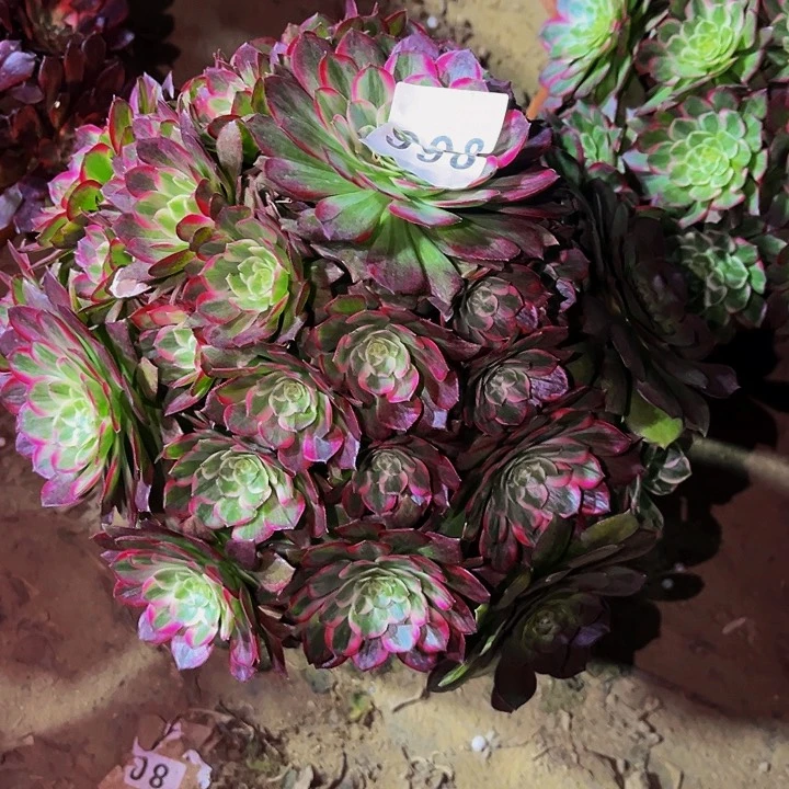 998万花筒多肉植物处理不售后