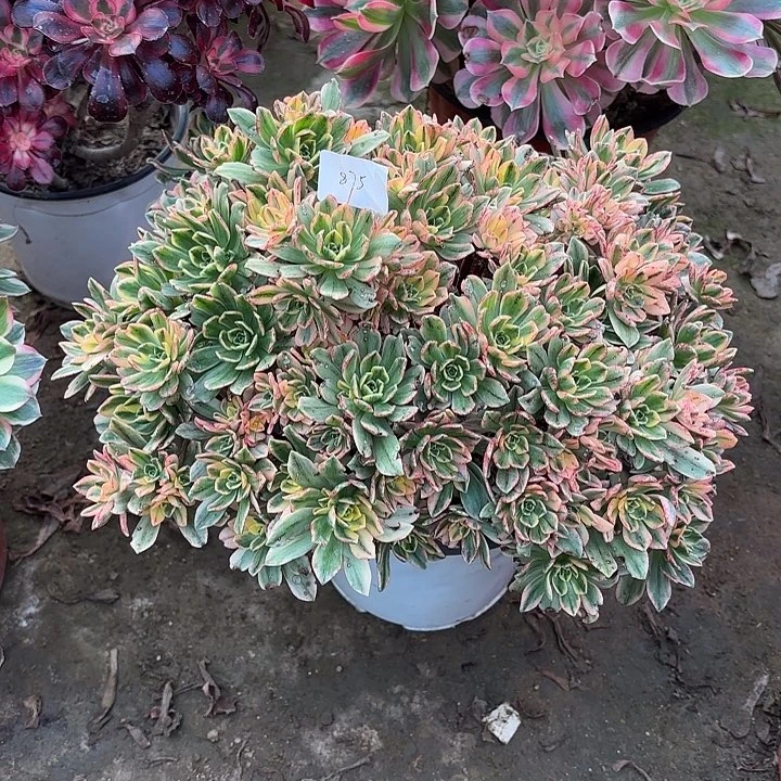 多肉植物甜茶00875
