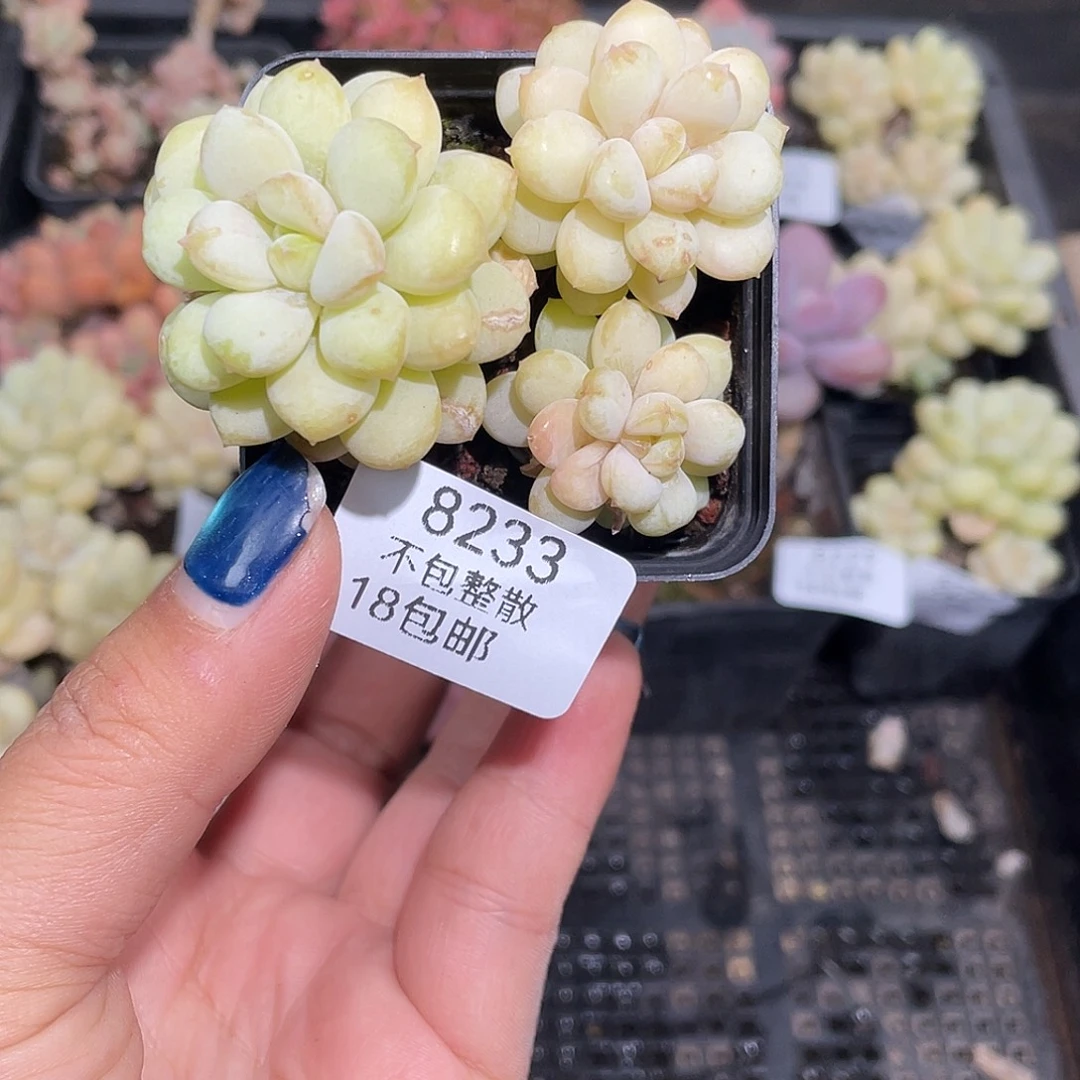 8233。 阳光玫瑰。