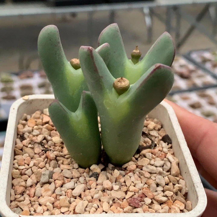 精品多肉植物精品透眼睛